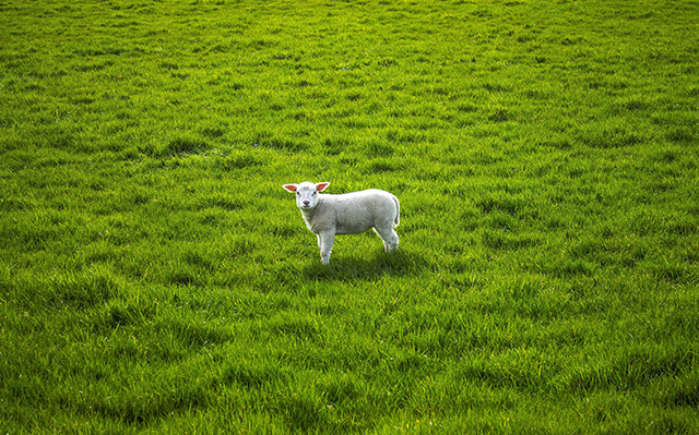 加拉帕戈斯岛上的山羊