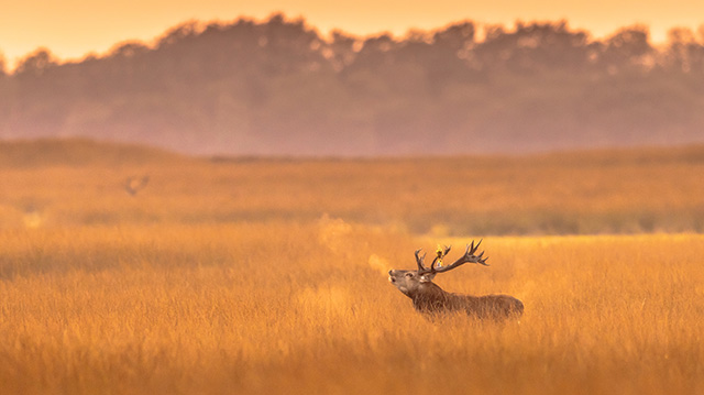 荷兰梵高国家森林公园的马鹿雄鹿