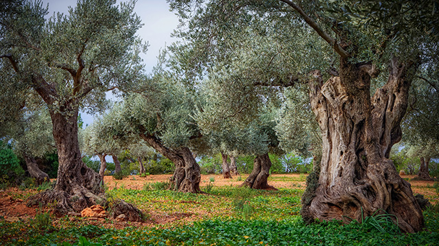 特拉蒙塔纳山脉的橄榄园