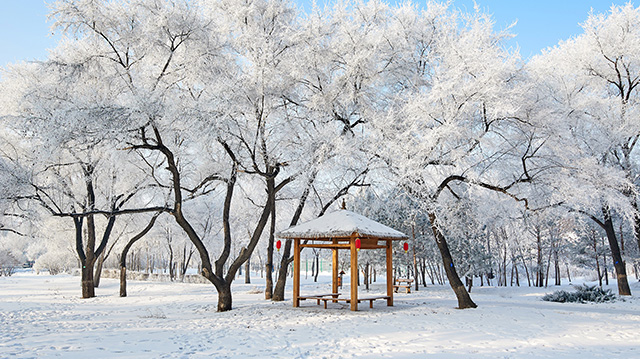 黑龙江省大庆市美丽的雾凇景色