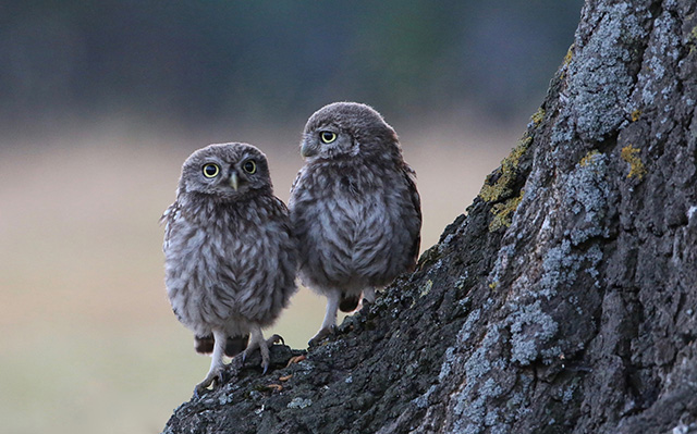 树干上的两只纵纹腹小鸮