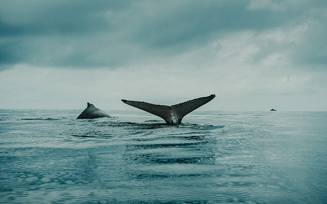 海洋巨型生物座头鲸