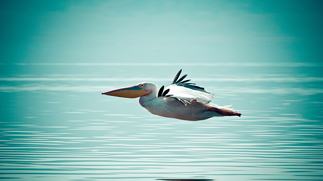 一只正在水面上低空飞行的鹈鹕