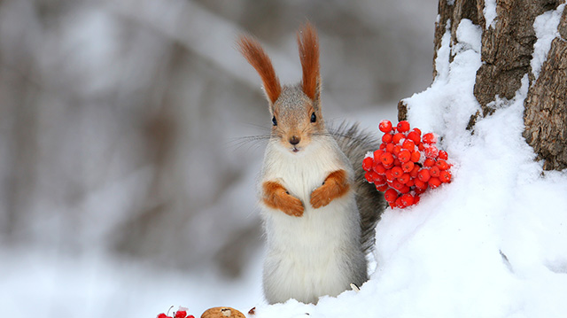 冬日白雪中的一只欧亚红松鼠