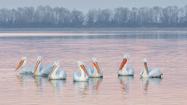 凯尔基尼湖一群卷羽鹈鹕