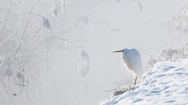 上巴伐利亚州雪原之王大白鹭
